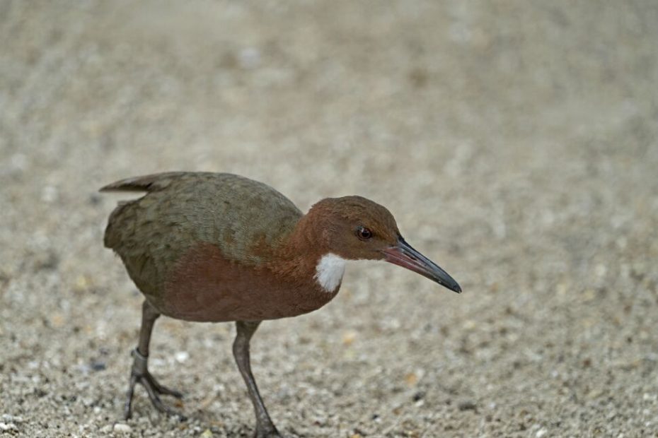 Scientists Find Aldabra Rail Bird That Went Extinct And Then Re-Evolved Back Into Existence